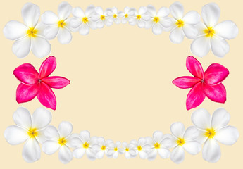 Frangipani flower frame isolated on white background with copy s