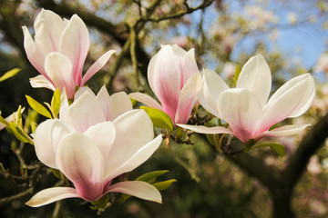 Bloomy magnolia tree