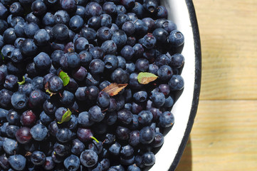 Juicy mature berries of bilberry in an iron bowl close up. 