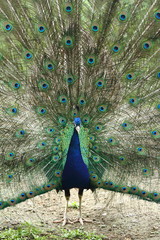 Peacock fanning tail