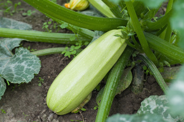 Zucchini in the garden