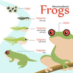 Fototapeta premium Metamorphosis Life cycle of a frog Vector illustration