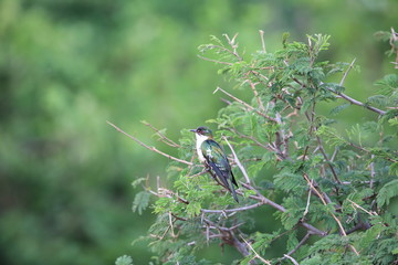 Diederik cuckoo (Chrysococcyx caprius) in Queen Elizabeth National Park, Uganda


