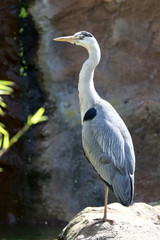 Portrait of a wild Grey Heron