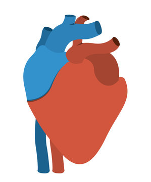human heart anatomy isolated icon design