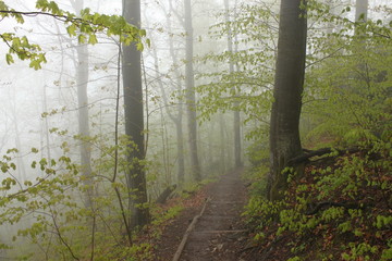 Mist in forest with path on slope with natural stairs for trekking