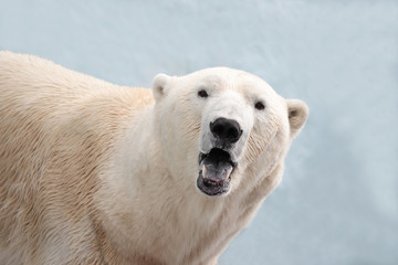 Fototapeta na wymiar Портрет самки белого полярного медведя. Медведь смотрит прямо, пасть открыта