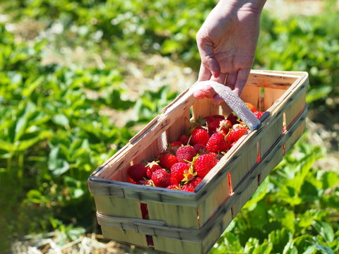 Small wooden basket full of fresh strawberries.