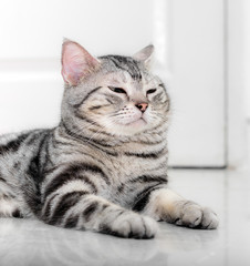 American shorthair cat is sitting and looking forward.