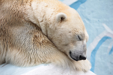 Белый медведь положил голову на передние лапы и спит на льдине © alenuka