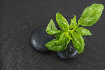 The basil branch on the black stones with drops of water