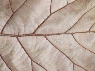 dry brown leaf texture