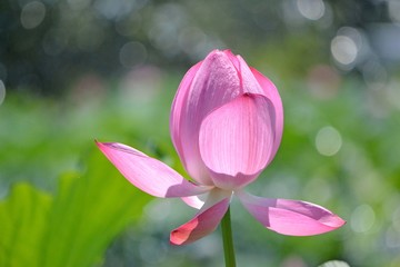 Fototapeta premium 開きかけの蓮