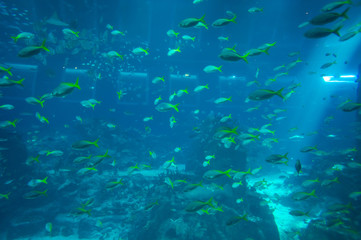 Fototapeta na wymiar Huge school of sea fish in aquarium