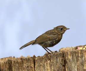 Close up of a baby Robin on a tree trunk