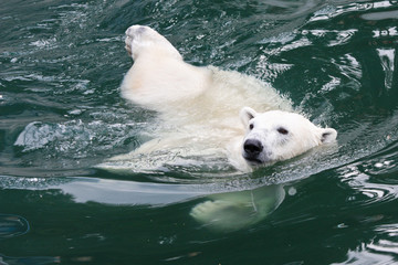 Белый медведь плывет в воде