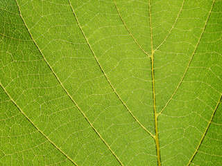 leaf texture