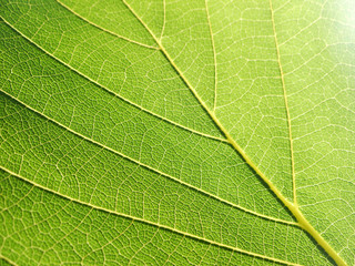 leaf texture closeup