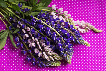 Purple and pink lupin on a pink polka-dotted background