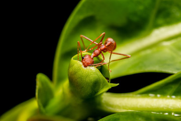 Red ant on green leaf