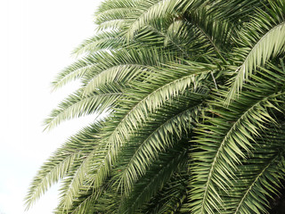 Liście drzewko palmowe na białym tle - 115517636