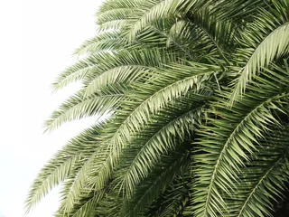 Photo sur Plexiglas Palmier Feuilles de palmier isolé sur fond blanc