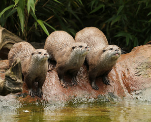 A family of Oriental Short Clawed Otters cuddling