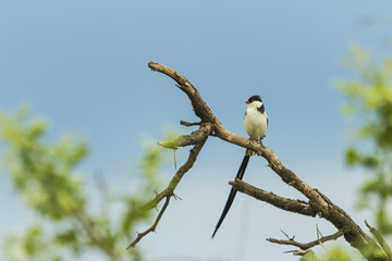 Pintailed Whydah sitting on a branch with a blue sky background