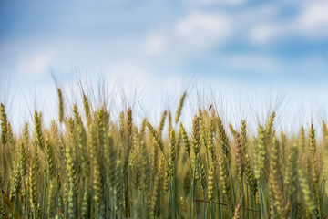 Wheat crop in organic field