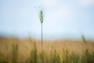 Fototapeta premium Wheat harvest on organic field farm