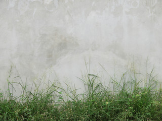 Obraz na płótnie Canvas High grass against concrete wall background