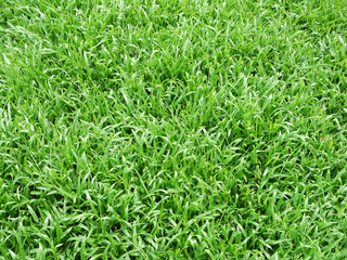 Grass background