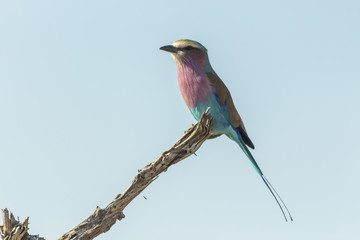 Lilac breasted roller perched on a branch against a blue sky