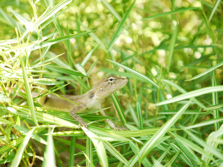 Lizard, galliwasp or chameleon