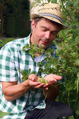 Gärtner mit geernteten Stachelbeeren