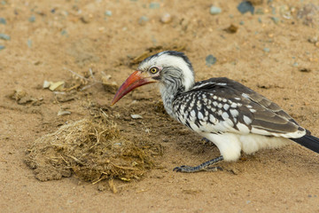 Red billed hornbill on the ground in the dirt