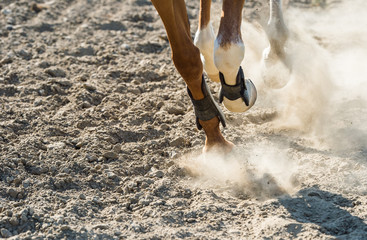 Horse legs running