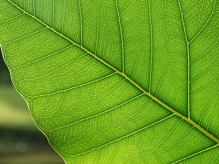 bodhi leaf macro pattern of green texture