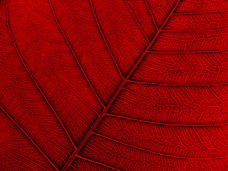 red leaf texture ( bodhi leaf)