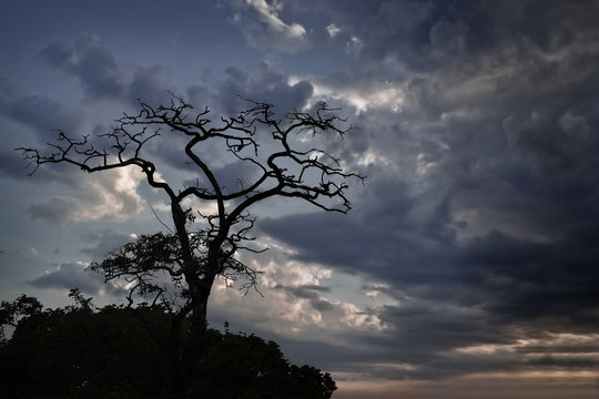 silhouette dry tree on background of stormy sky