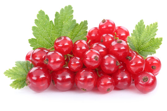 Rote Johannisbeeren Johannisbeere Fr&uuml;chte Beeren Obst Freistell