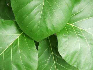 Green teak leaves with beautiful natural pattern
