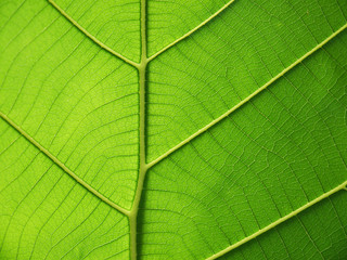 pattern of green teak leaf