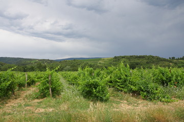 Fototapeta na wymiar Vignes dans le limouxin,Languedoc