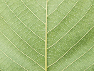 leaf texture