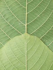 leaf texture