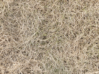 hay dry grass background