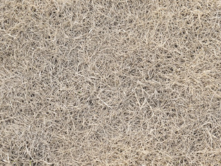 hay dry grass background