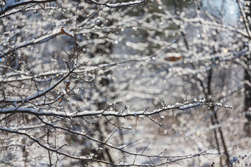 Frozen tree