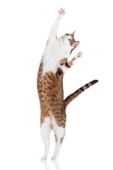 Katze steht auf Hinterbeinen isoliert